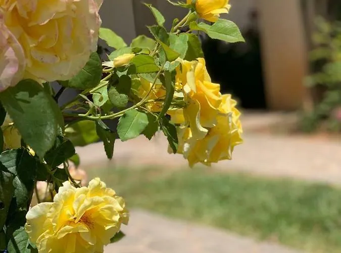 Casa Roseiras Дом отдыха *